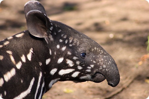 Це зображення має порожній атрибут alt; ім'я файлу tapir-berda.jpg