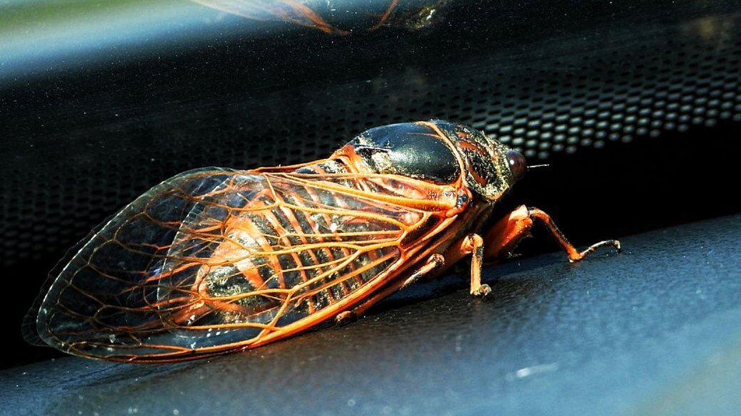 У Дніпропетровській області знайшли рідкісну червону цикаду