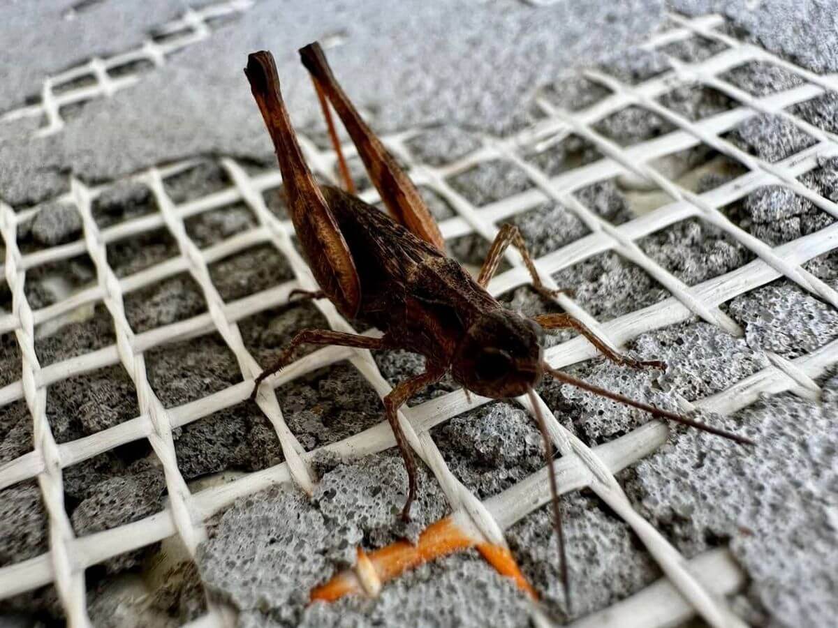 Дніпропетровська область на межі біологічної небезпеки через сарану