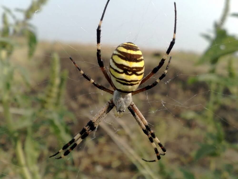 Чому павуки-колопряди в домі – це хороший знак?