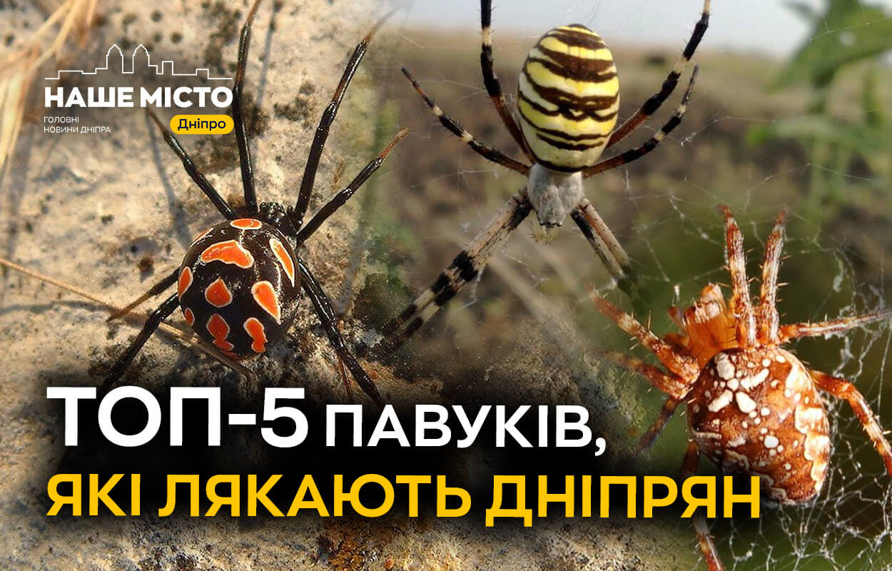ТОП-5 павуків, які лякають мешканців Дніпра