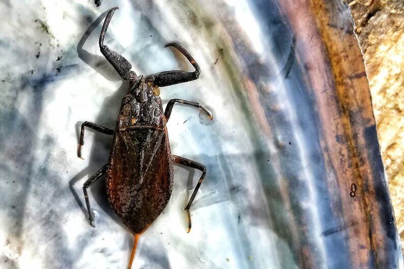 У Дніпропетровській області з'явився водяний скорпіон: ризики та особливості