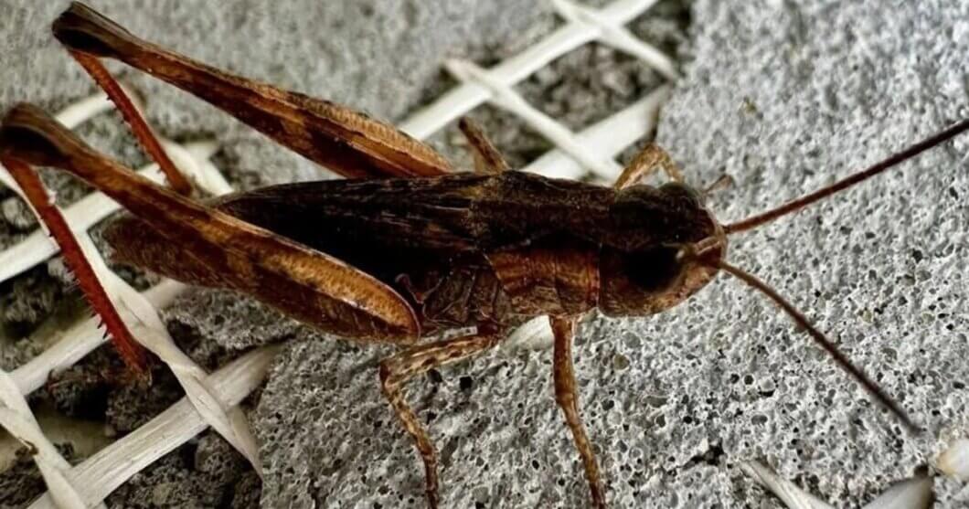 Українці продають сарану через ОЛХ