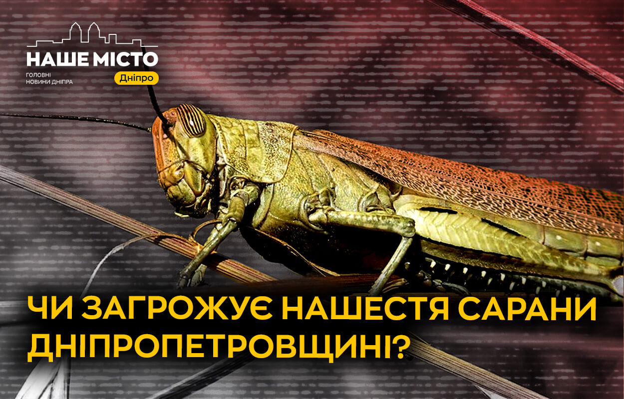 Сарана насувається: чи чекати навали в Дніпропетровській області?