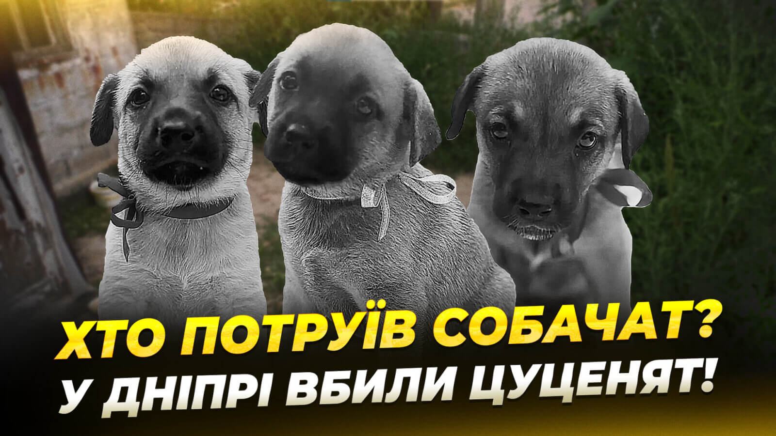 Вбивство цуценят у Дніпрі: волонтерка виявила трагедію