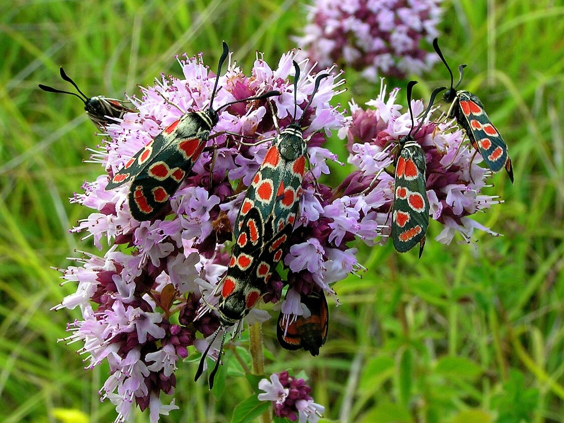 У Дніпропетровській області помітили рідкісних токсичних метеликів