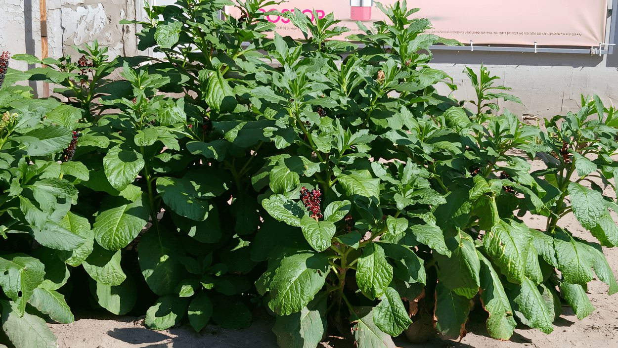 У Кам’янському знайшли токсичну «ягоду-вбивцю»