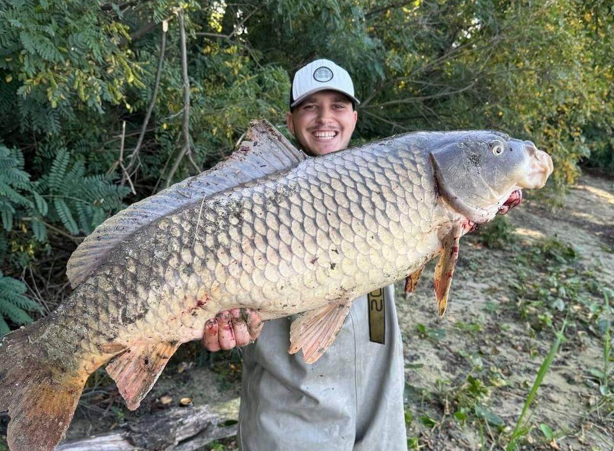Рекордний улов: у Дніпрі рибалка піймав величезного сазана