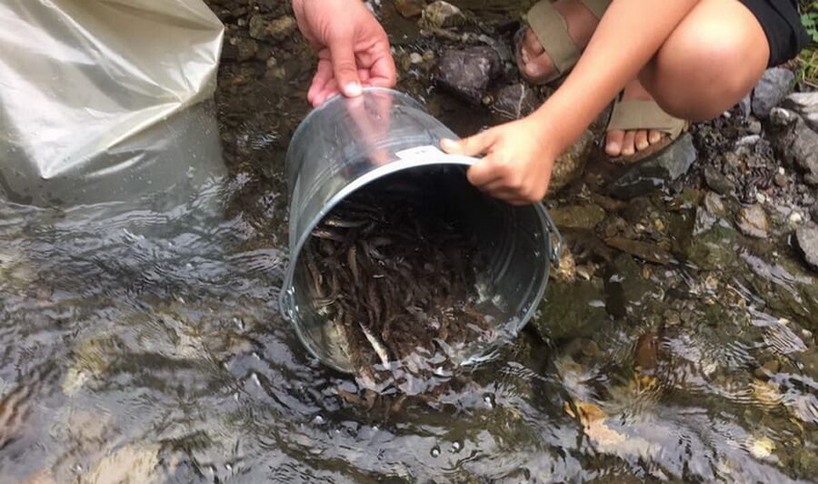 Зариблення на Дніпропетровщині: у водойми випустять мальків на 5 млн грн