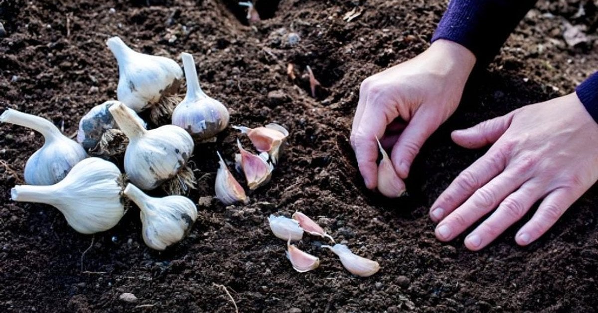 Найкращий час для посадки озимого часнику