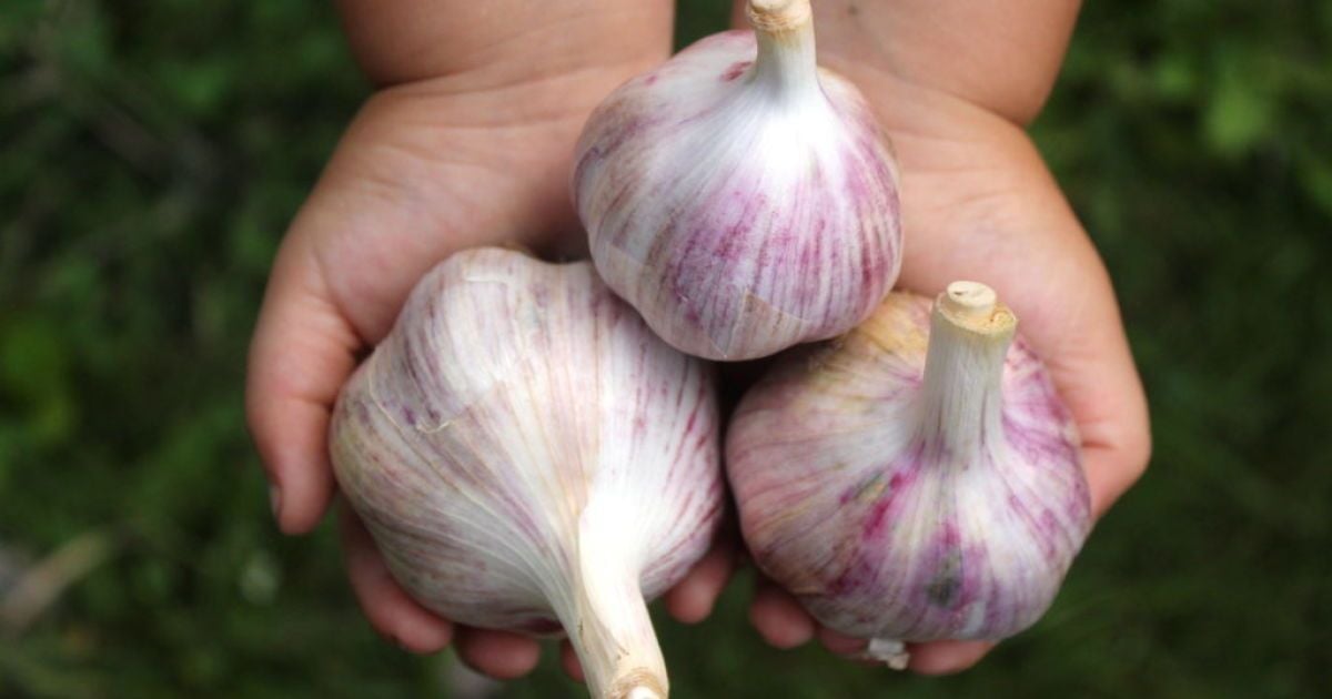 Озимий часник потребує якісного підживлення: корисні поради