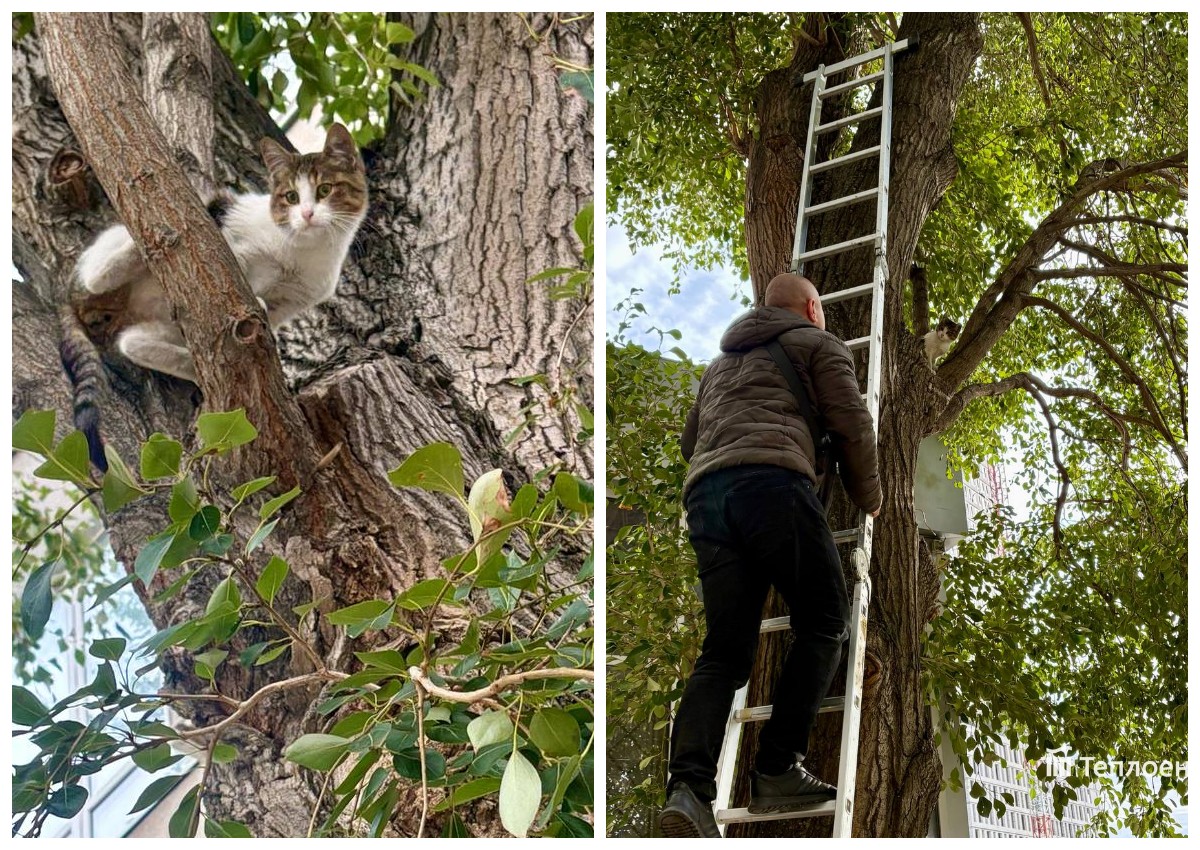 У Дніпрі рятувальники зняли кота, який застряг на дереві