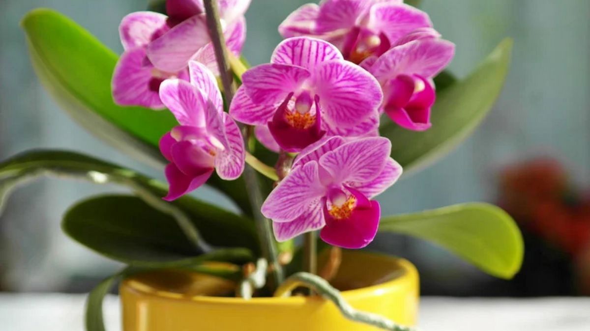 Секрет цвітіння орхідеї: простий метод з пінопластом