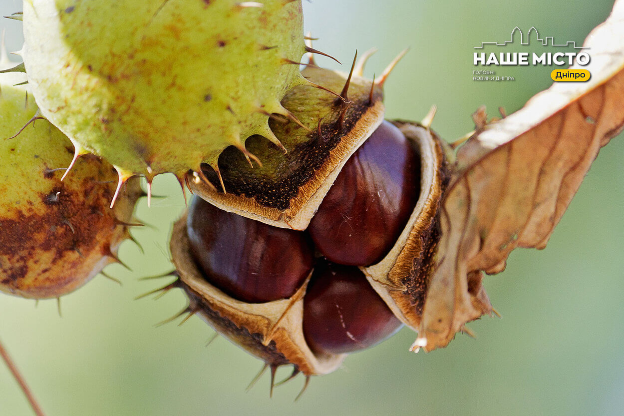 Каштани в оселі: еко-засоби та пожиття без хімії
