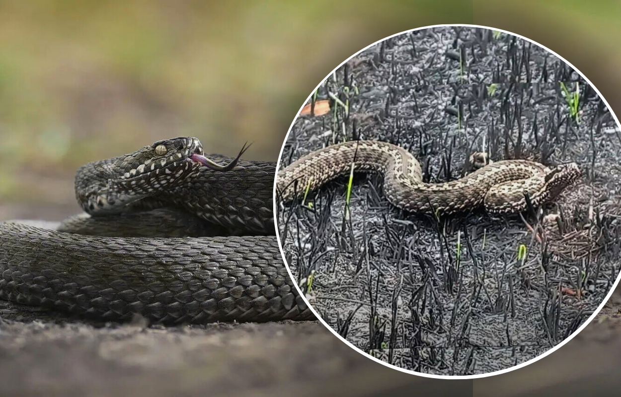 Рідкісну степову гадюку помітили у Дніпропетровській області