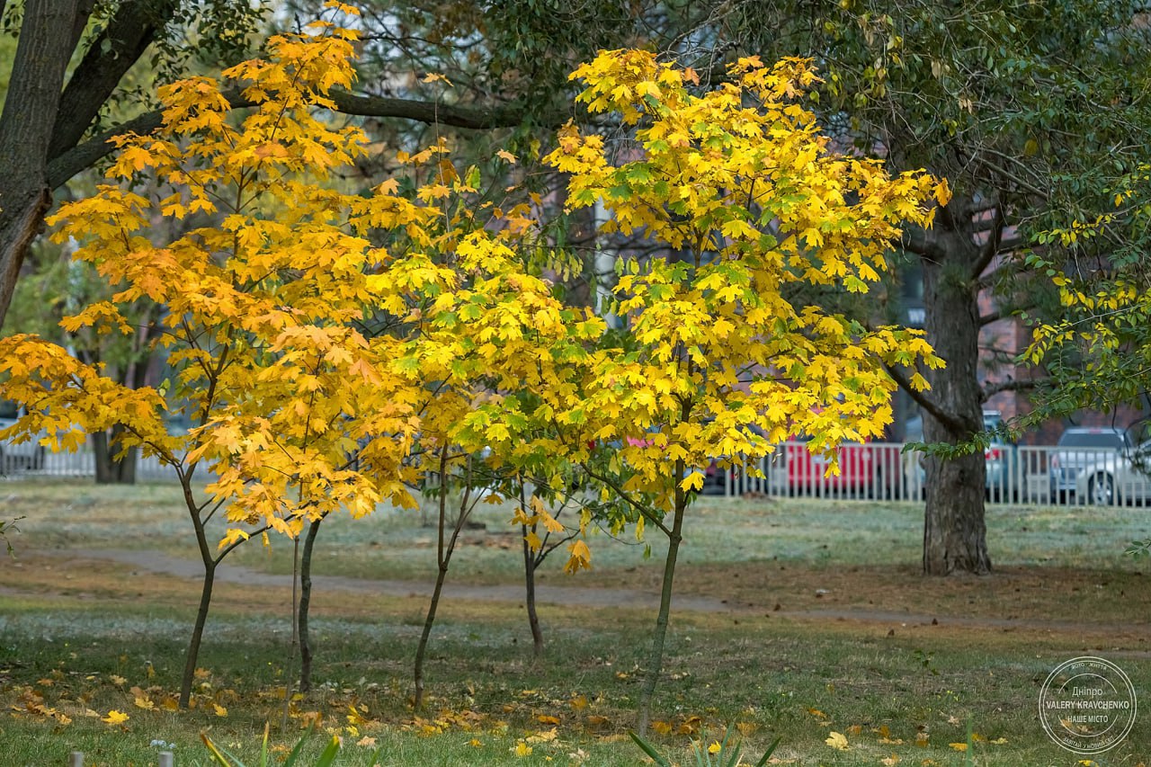 Традиції та прикмети 24 жовтня: день пам’яті преподобного Арефи