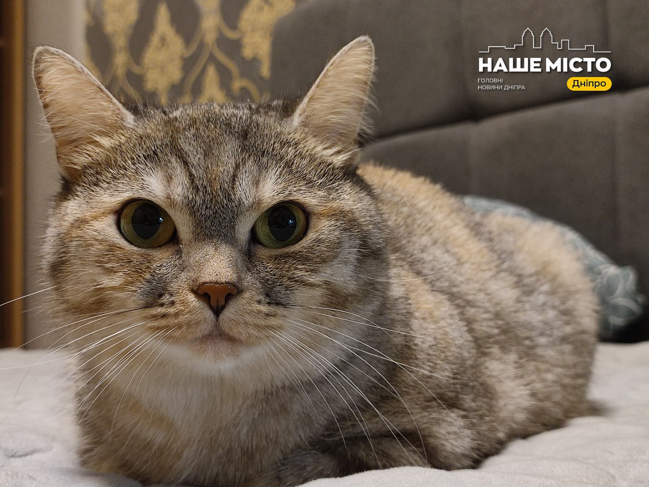 Чому ваш кіт любить спати поряд: розкриваємо причини