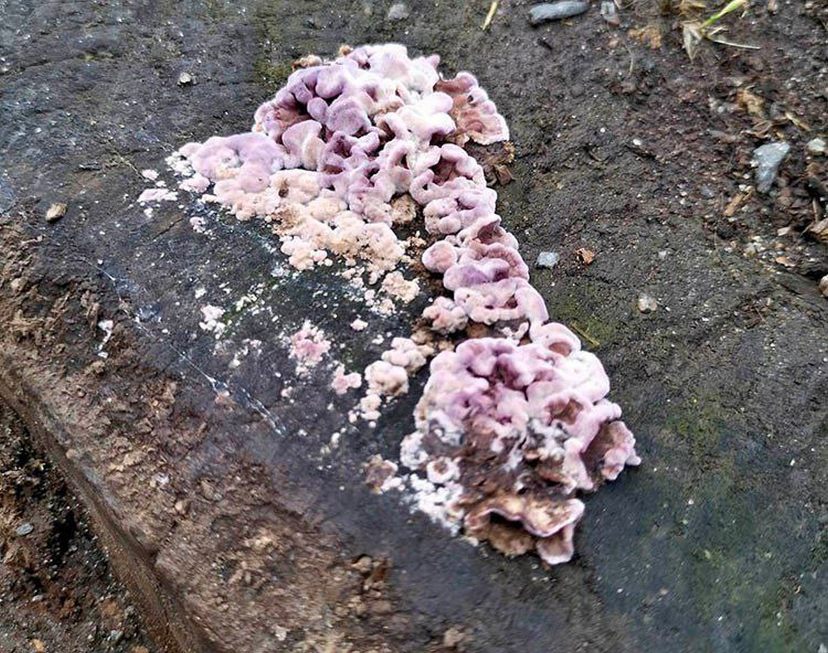 На Дніпропетровщині виявлено гриб, що шкодить деревам
