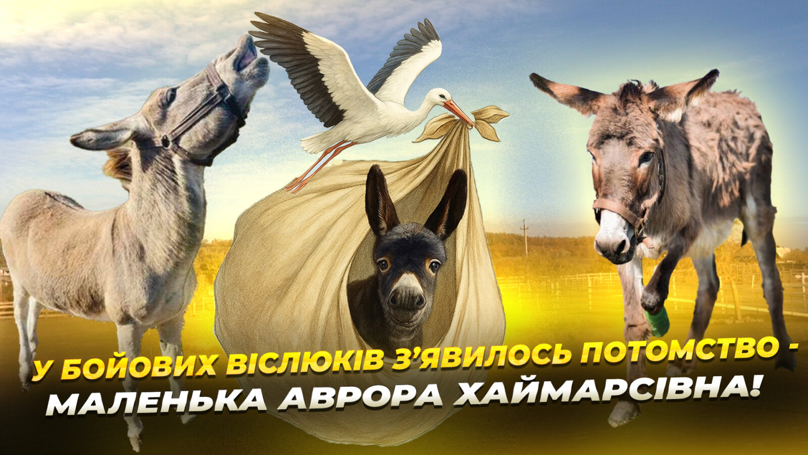 На Дніпропетровщині віслюки, евакуйовані з Донеччини, стали батьками