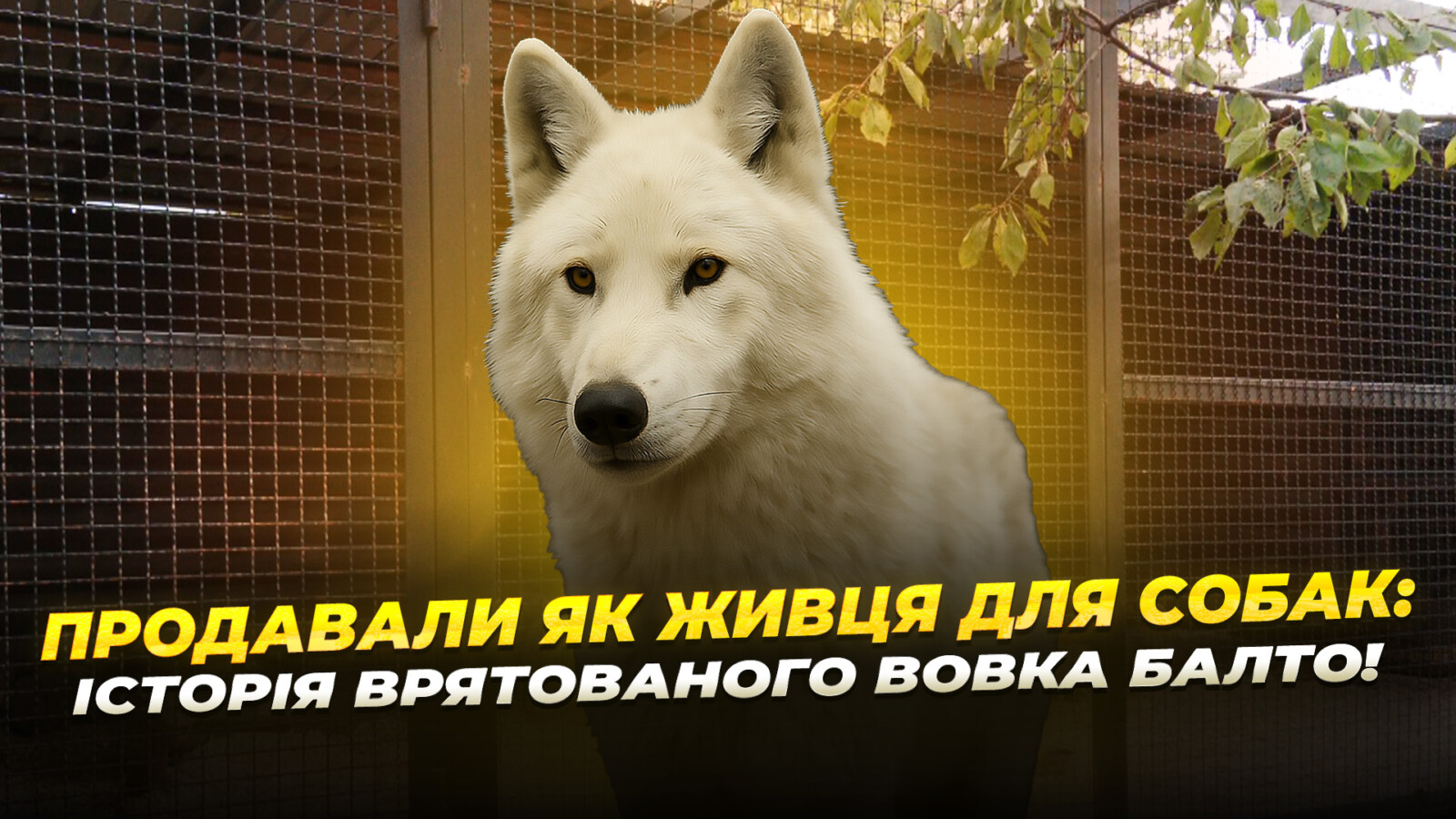 Врятований білий вовк з Волновахи: історія Балто у Дніпрі