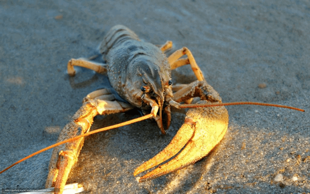 У Дніпрі тимчасово заборонено ловити раків