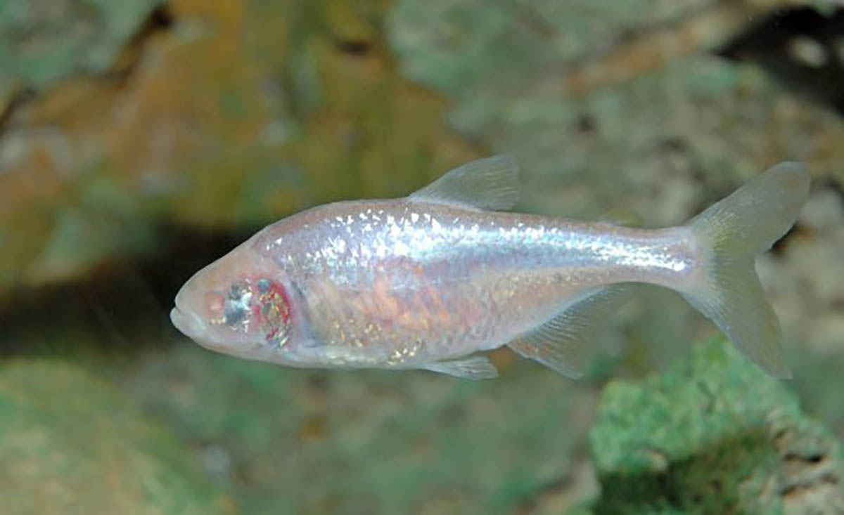 У Дніпрі знову плавають сліпі рибки