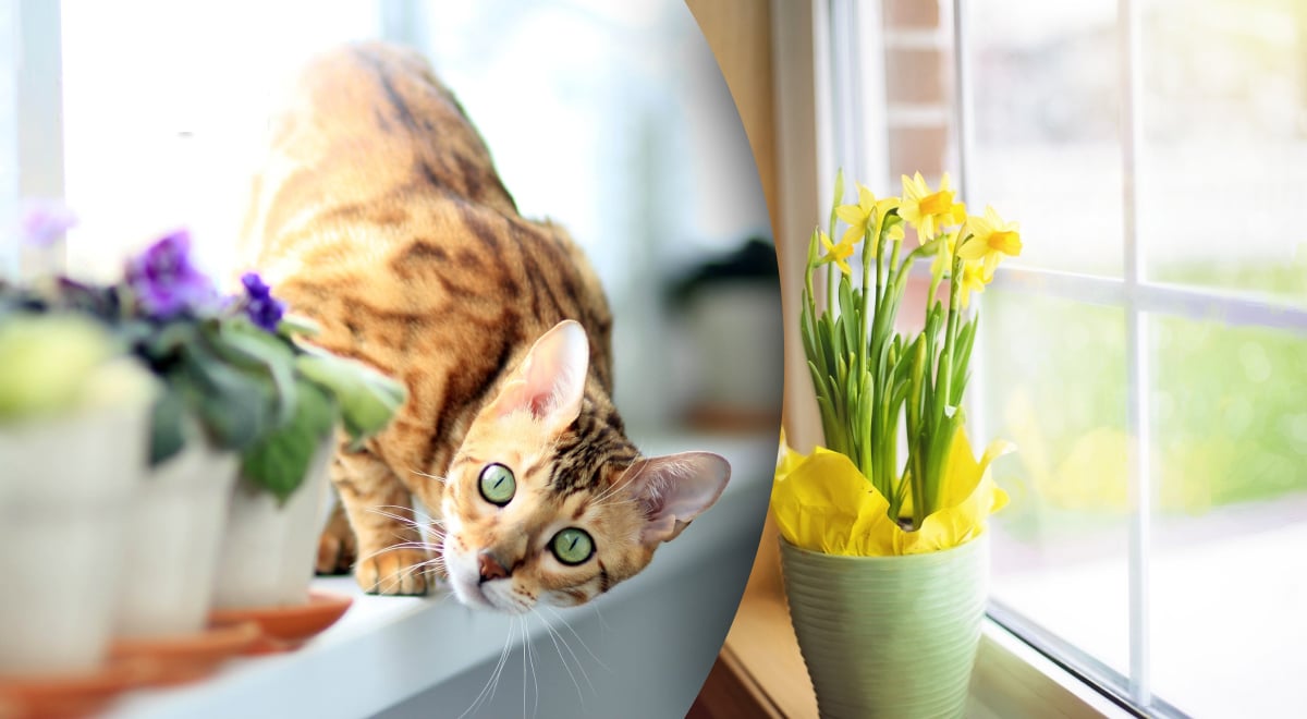 Приберіть ці речі з підвіконня: як залучити достаток в дім