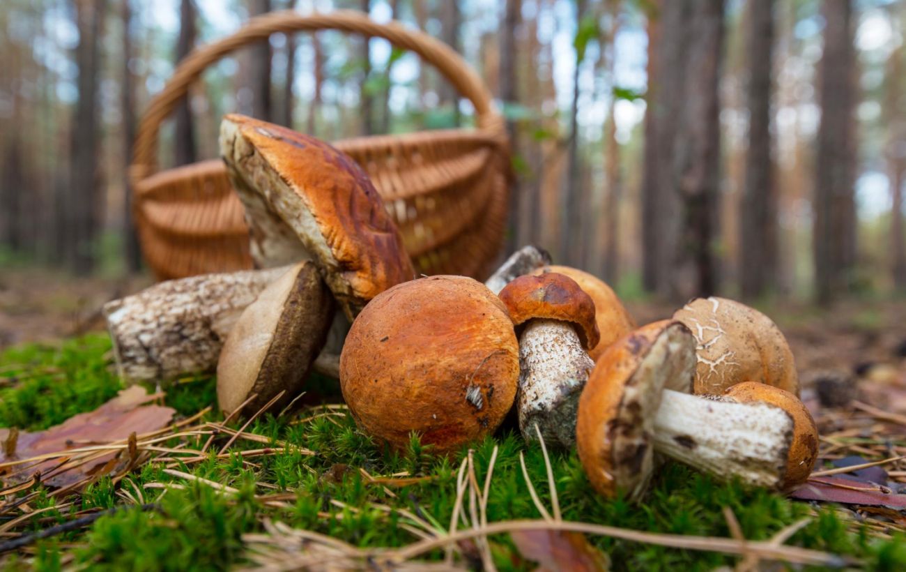 За збір червонокнижних грибів – штрафи