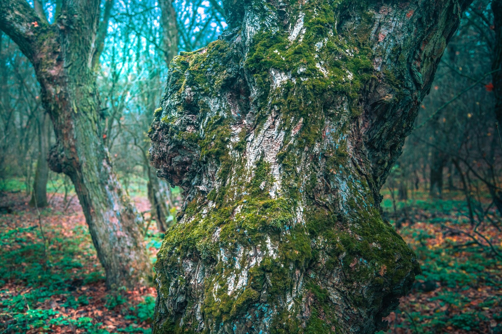 Таємничий Колонський ліс: осіння перлина на околицях Дніпра