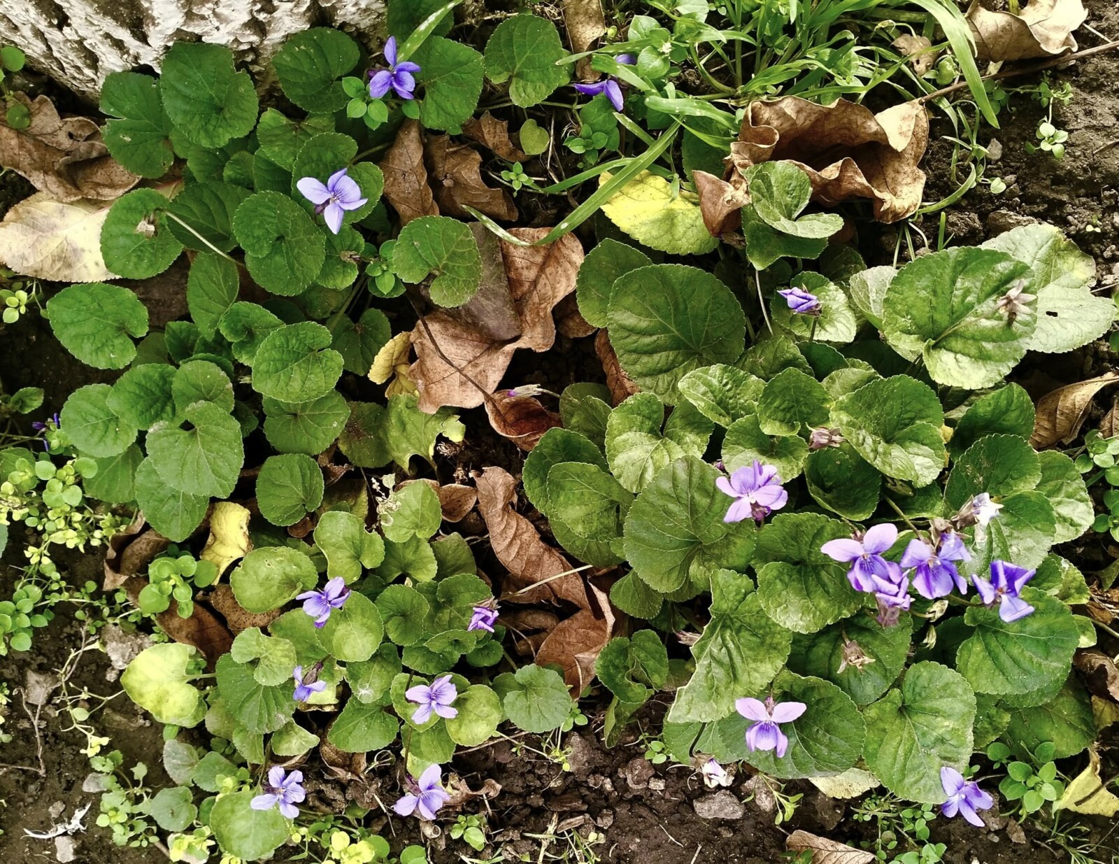 Весняні квіти зацвіли взимку на Дніпропетровщині