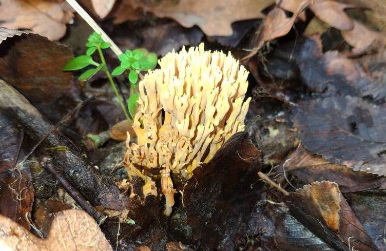 У лісах біля Дніпра виявлено рідкісний «кораловий» гриб