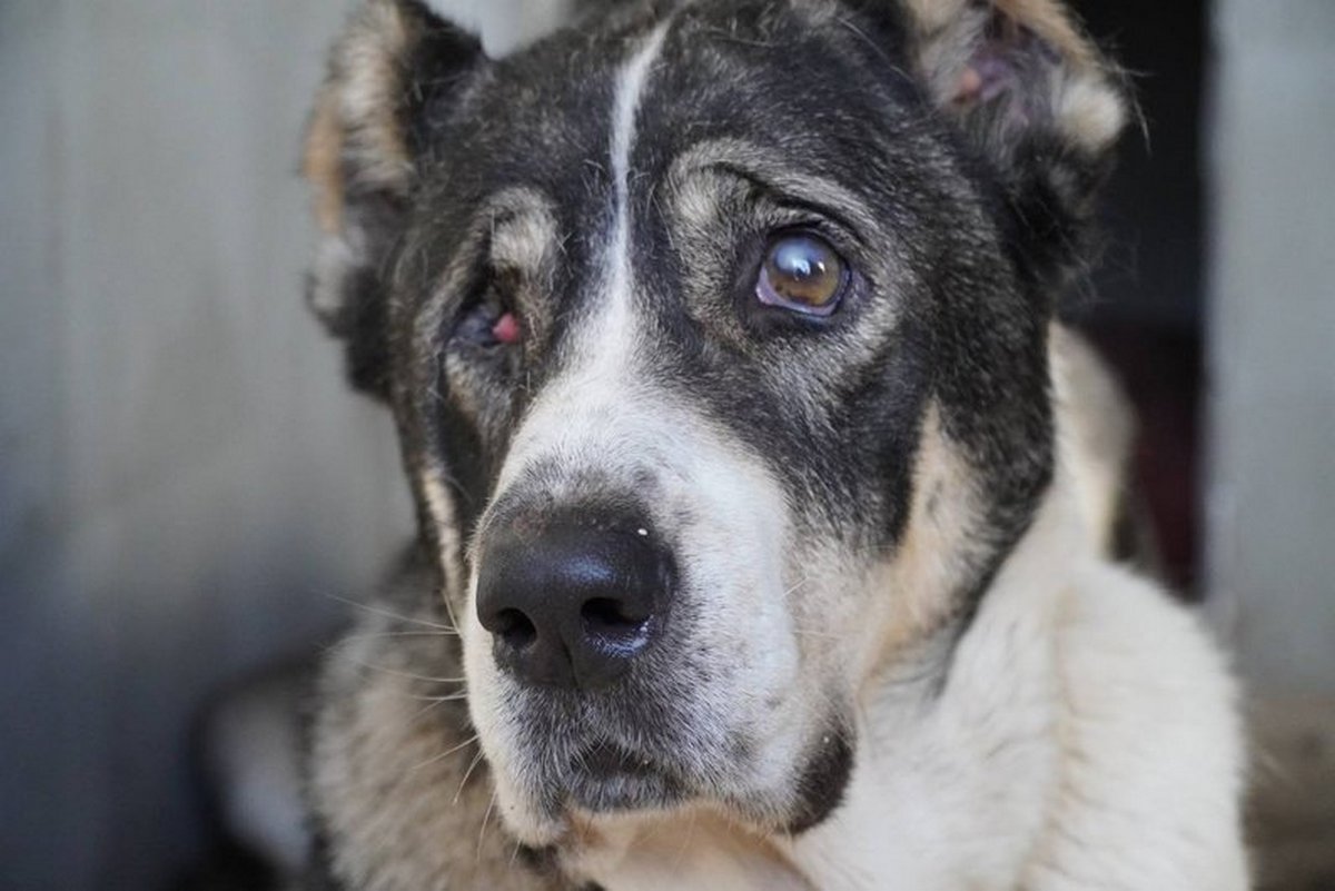 В Дніпрі рятують пораненого алабая з зони бойових дій