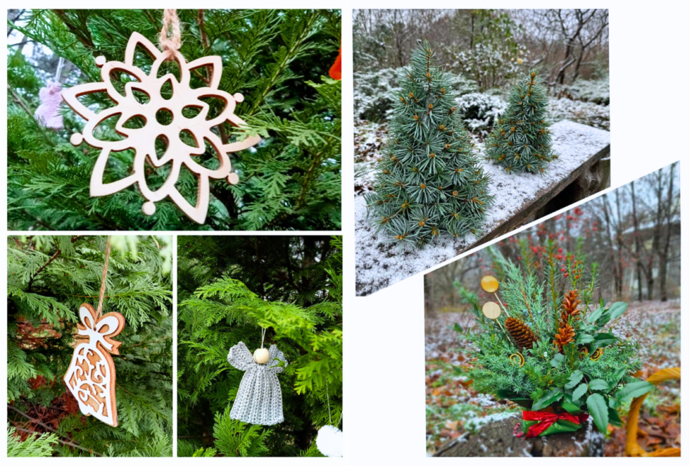 Ботанічний сад Дніпра запровадив графік роботи на грудень