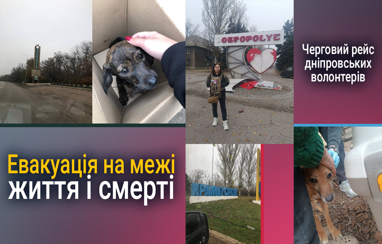 Дніпровські волонтери рятують котів на Донеччині