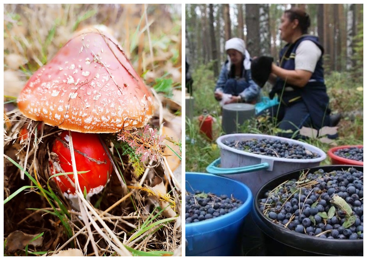 Правила збору грибів та ягід у лісах: що важливо знати