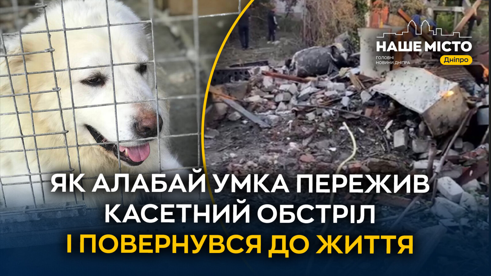 Умка з Дніпра запам'ятав війну: історія порятунку собаки