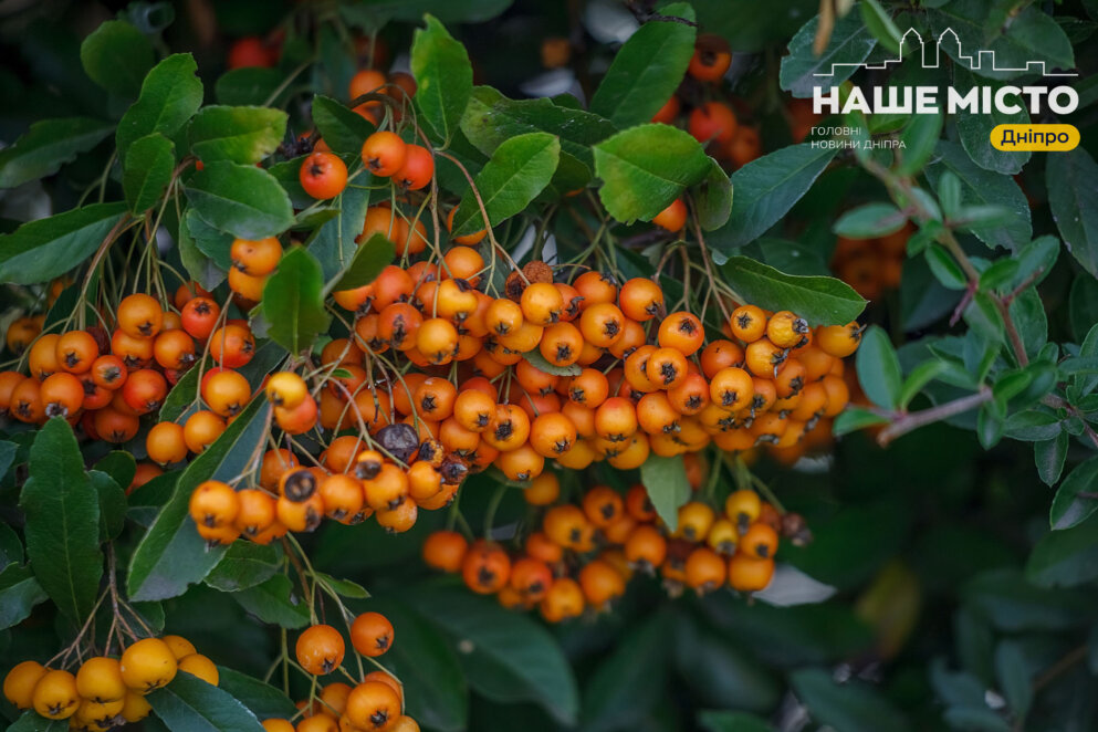 Сьогодні в Україні святкують Введення у храм Пресвятої Богородиці