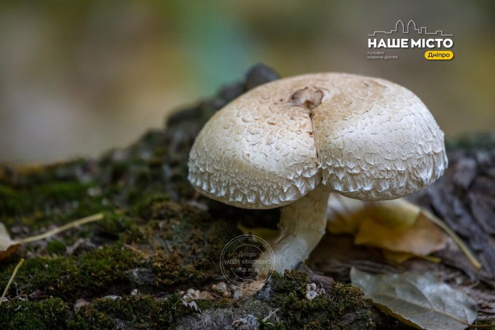 24 листопада: традиції та заборони дня святої Катерини