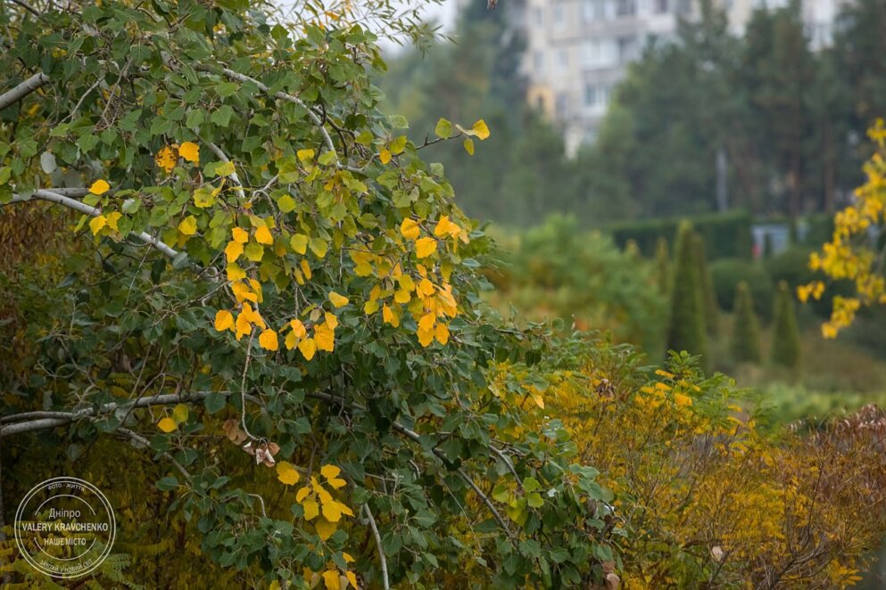 15 листопада - початок Різдвяного посту та день мучеників