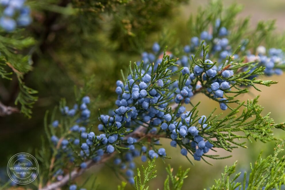 Народні заборони та прикмети на 14 листопада: день святого апостола Пилипа