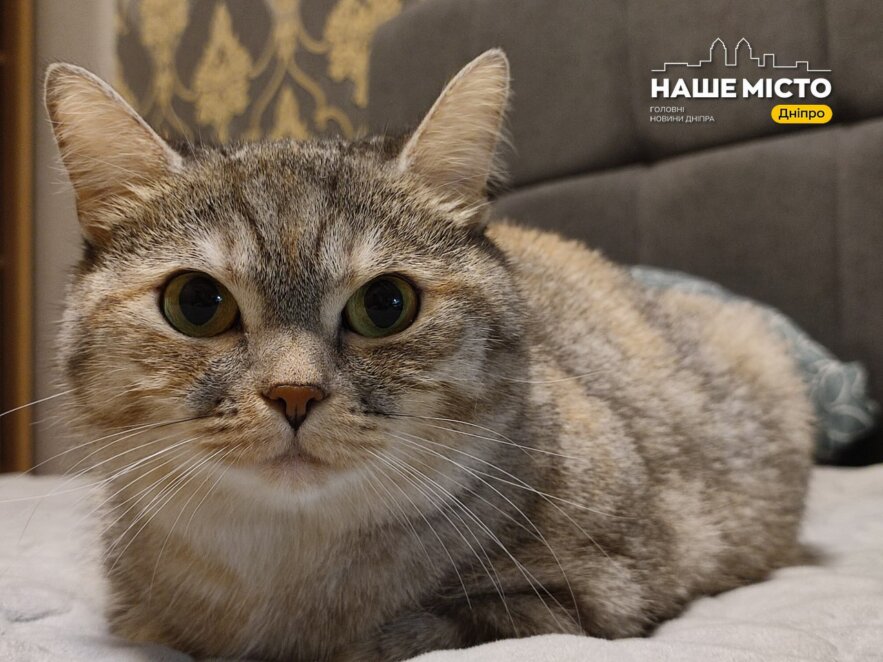 Як відучити кішку будити вас зранку: поради та методи