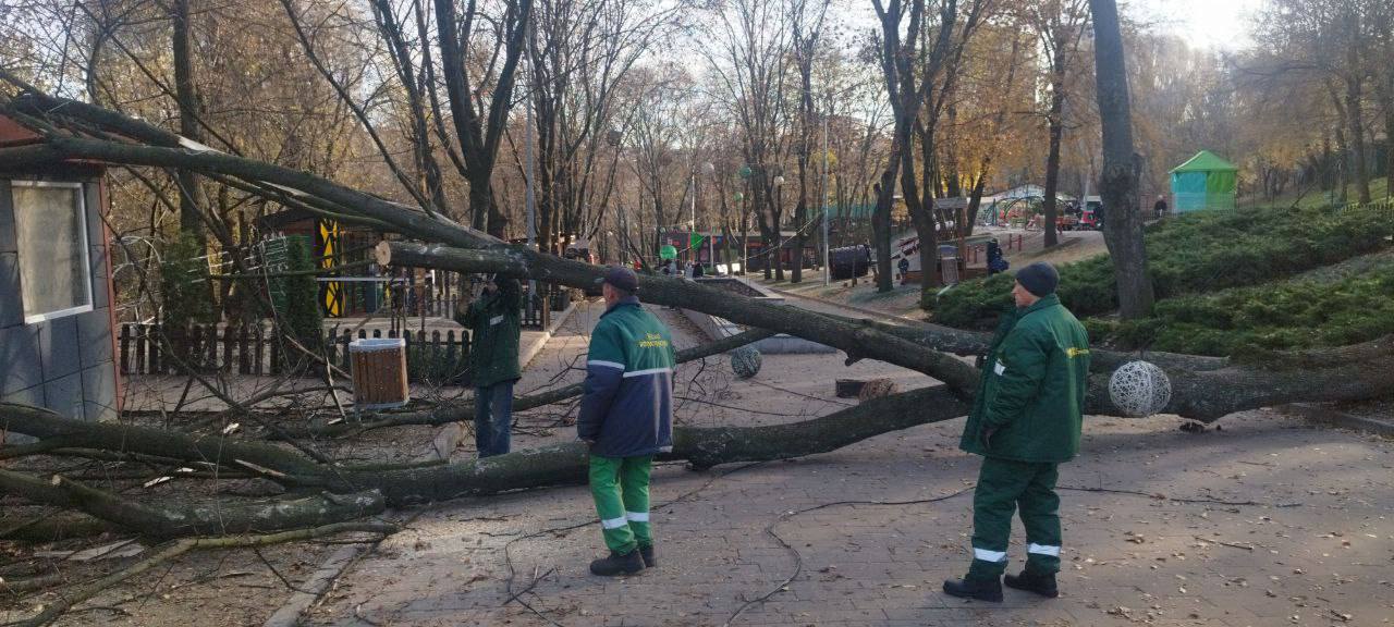 У Дніпрі прибирають впавше дерево в парку Зелений Гай