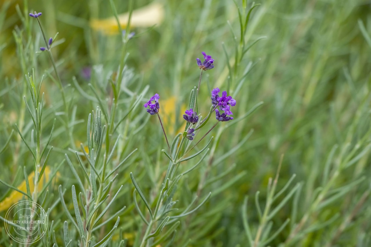 28 листопада: день святого Іринарха та народні прикмети