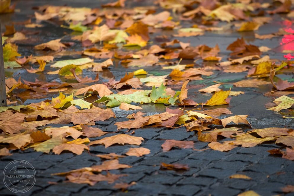 Зміна погоди: сильний вітер та похолодання в Україні 26 листопада