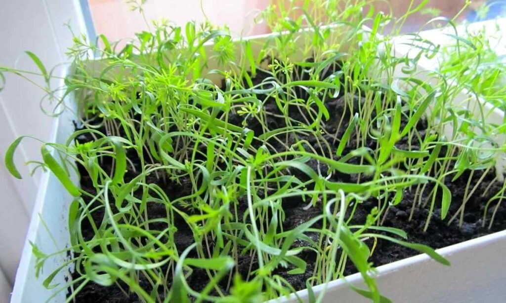 Вирощуйте зелень на підвіконні: прості поради для осіннього саду