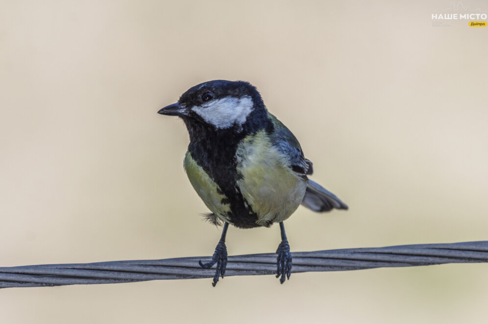 Дніпровські птахи затримуються: що змінило їхній міграційний ритм?