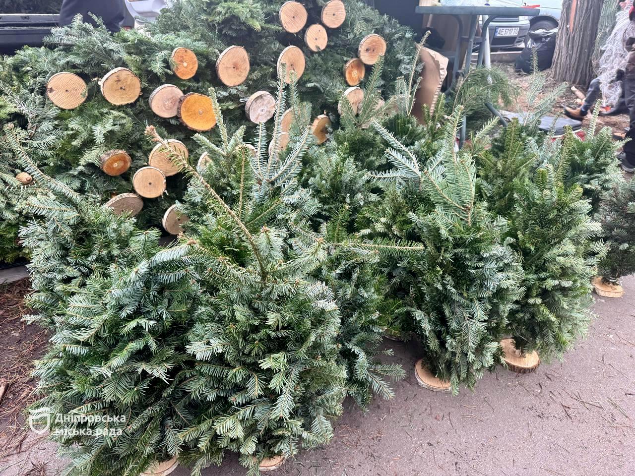 Де купити ялинку у Дніпрі: оголошено адреси локацій
