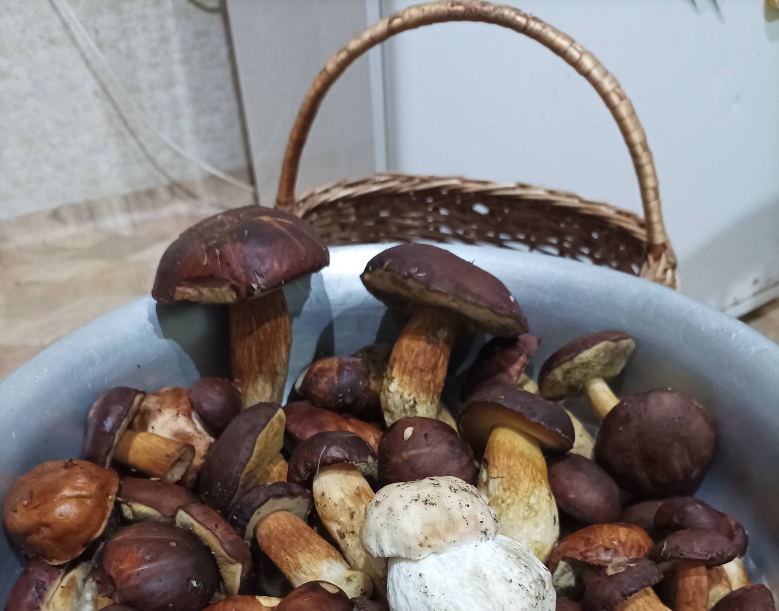 Грибний сезон на Дніпропетровщині не зупиняється навіть зимою