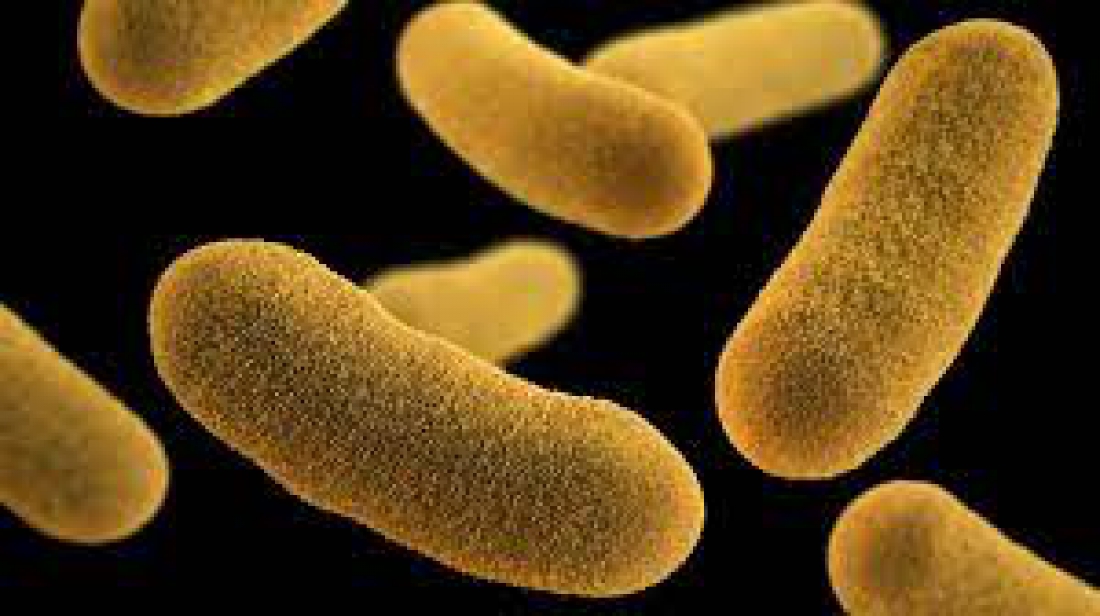 Хвороба з холодильника: захистіть себе від ієрсиніозу