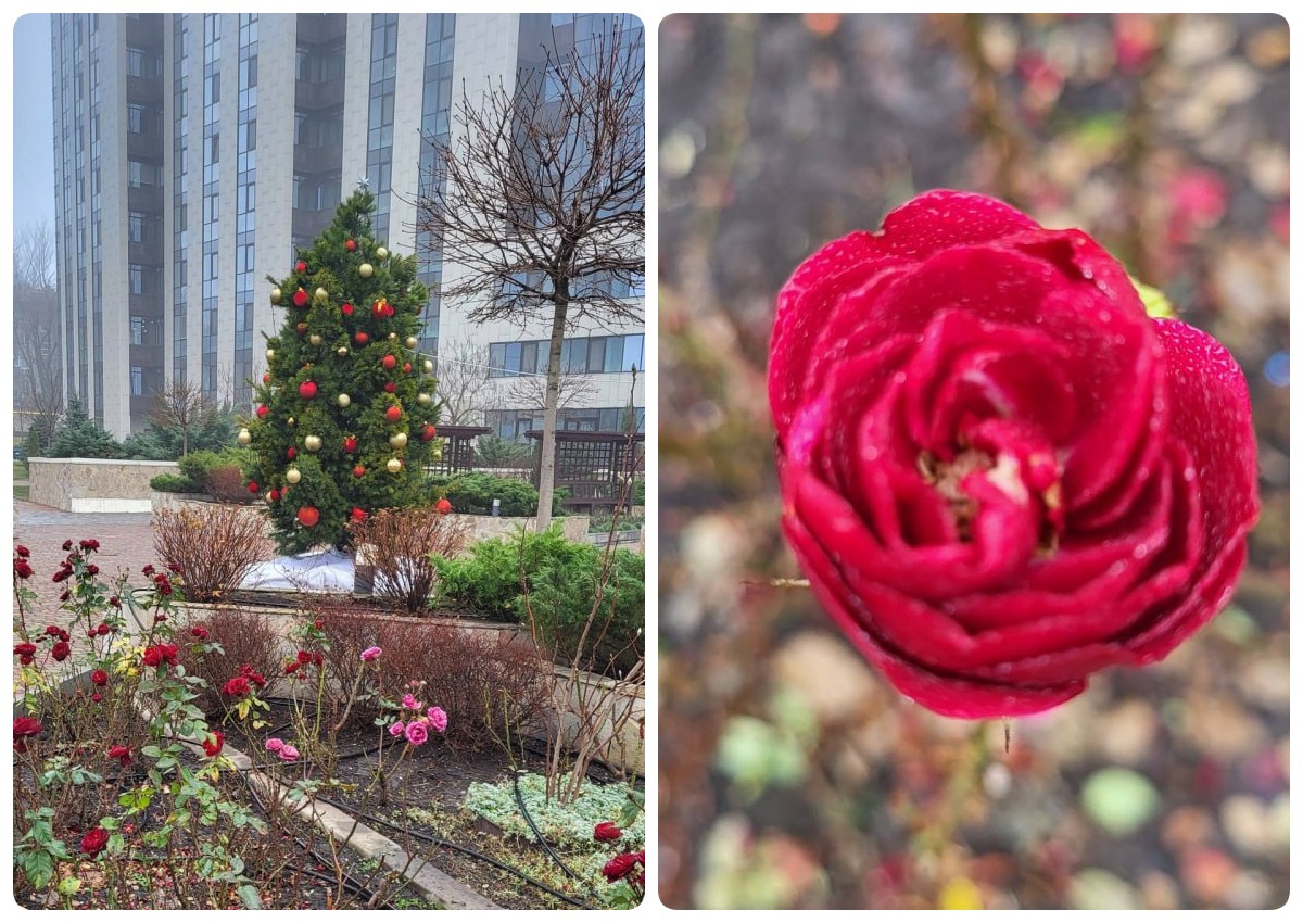 У Дніпрі на Новий рік зацвіли троянди